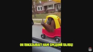 😂 ЧАСТЬ 6. Смешные видосы с животными, которые зашли слишком далеко! SORA2