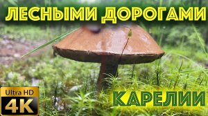 Лесными дорогами в поисках озера или Рыбалка в Карелии 2025-IV серия (ЛЕТО)