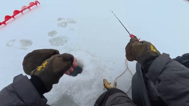 Второй_первый_лёд_РЫБАЧАТ_ВСЕ_Зимняя_рыбалка_На_микроджиг_из_лунки