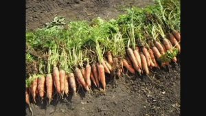 Выращивание моркови