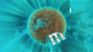 РАСТВОРЕНИЕ M&M's В ВОДЕ