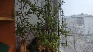 Перевернула кактус 🌵 🤦
Из дома по делам!