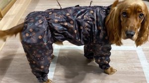 Одежда для Английских Кокер Спаниелей на сайте McDog.ru