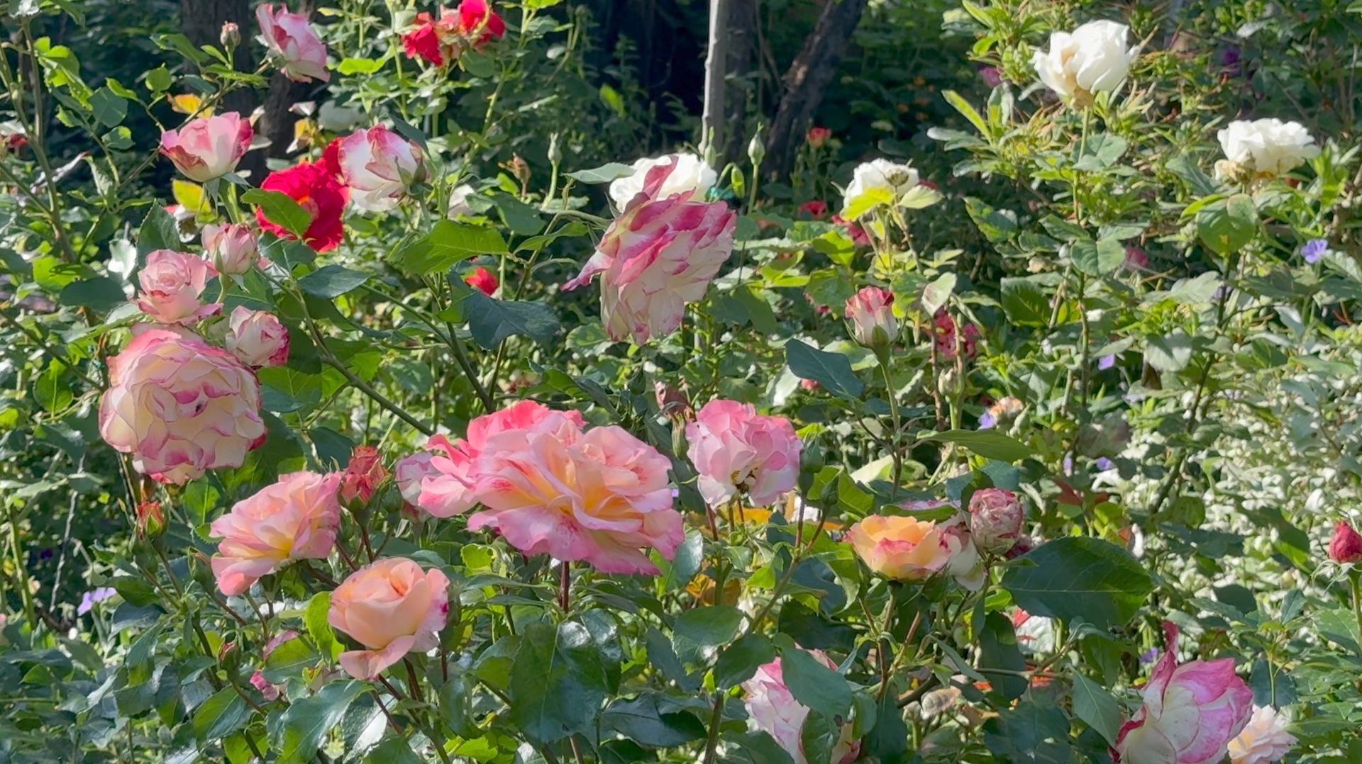 Июль в Саду 14 июля 2025 часть 6