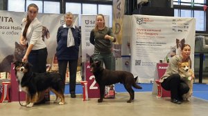 22.11.2025, СПб. Клуб "Ассамблея" (РКФ, РФОС). Выставка собак САС 1 группы FCI