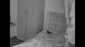 Котята прыгают пузе хозяина