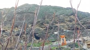 Встретили лисичку в Пятигорске 🤩