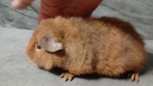 американский тедди лилово-золотой, р.г. из питомника ZLATO VLASKA