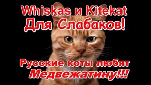 Вискас и Китекат для слабаков! Русские коты обожают Медвежатину!!!