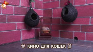 Видео для кошек про крысок развлекать питомцев 🐭🐀😂 (386)