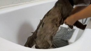 Купаем кота Ласку