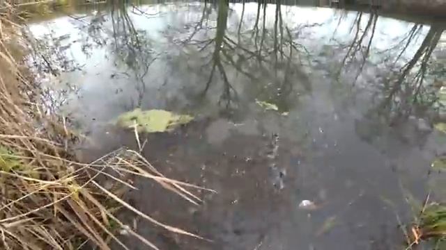 ЭТО ЖЕСТЬ, НАШЕЛ ЩУЧЬЕ ЛОГОВО В МИКРО РЕЧКЕ, где рыба клюет на каждом забросе. Рыбалка на спиннинг