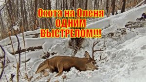 Охота на Оленя ОДНИМ ВЫСТРЕЛОМ!!!