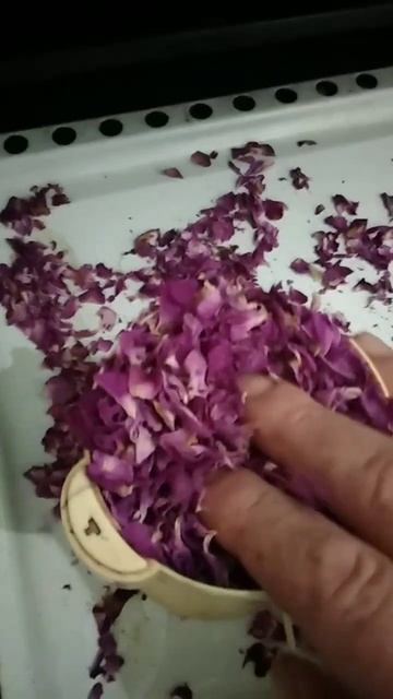 Столистная роза, Крым. Помол сухих лепестков #centifolia #цветы #rosa_centifolia