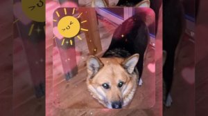 1000040981.mp4 (Собака смотрит на монтаж электропроводки (распайку р/коробок) в доме А-фрейм)