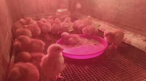 Сходила к врачу .Купили цыплят. Жизнь в деревне