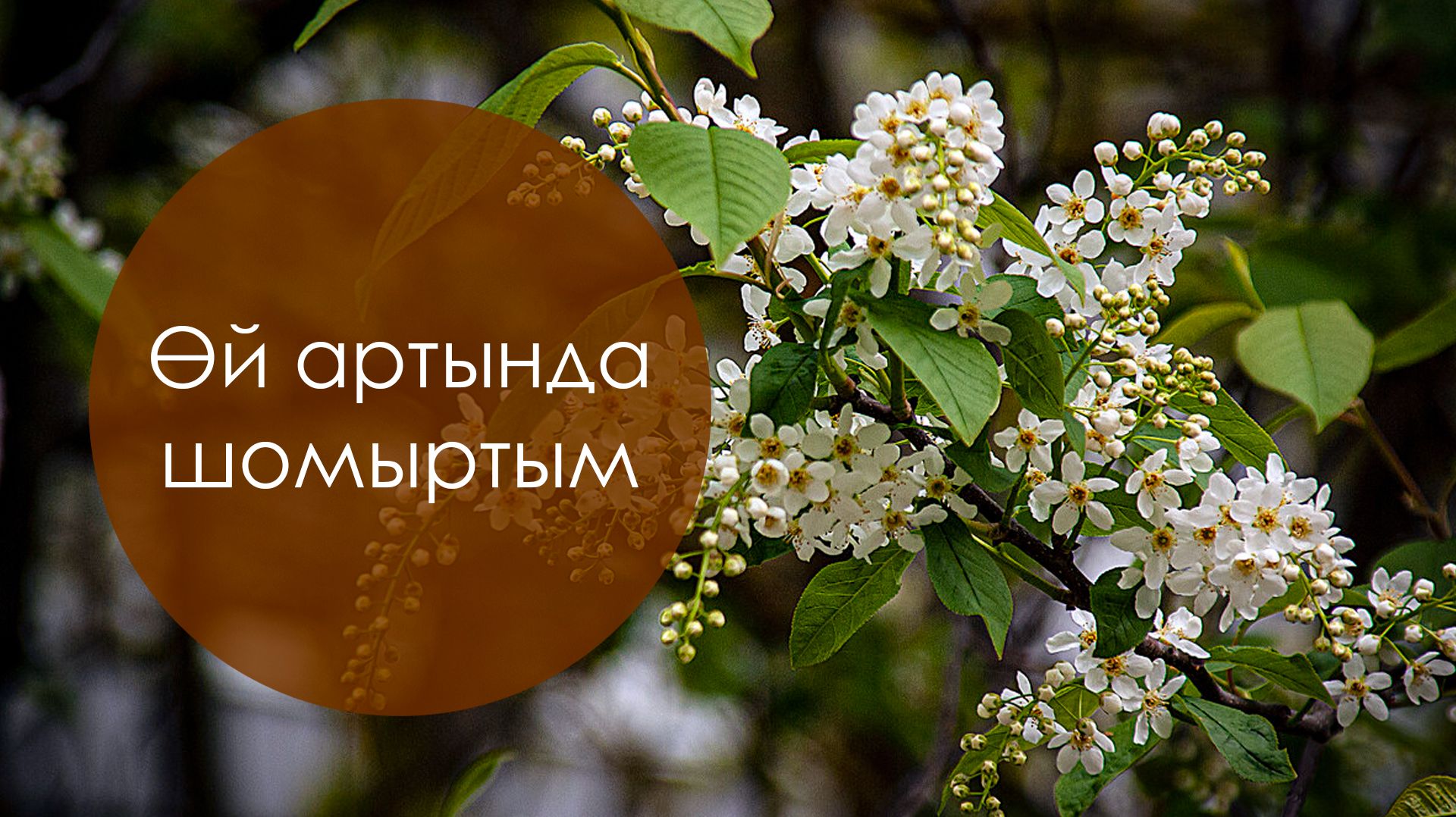 Өй артында шомыртым. Татар халык жыры. Жырнын сузлэре видео астында.