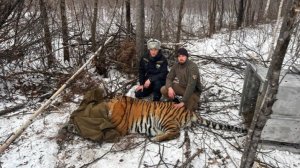 Тринадцать конфликтных тигров отловили в Хабаровском крае с начала года
