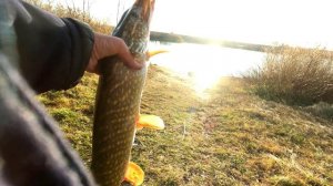 ОХОТА НА ЩУКУ, ВСЕМ РЫБАКАМ НА ЗАМЕТКУ