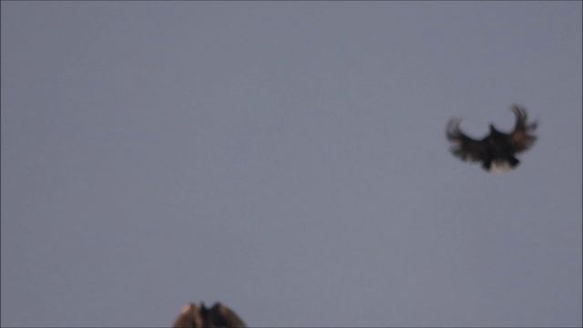 Голуби серпстые 18 и 24 ноября 2025.