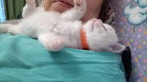 Целовательная, обнимательная кошка.mp4