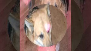 1000040976.mp4 (Собака смотрит на монтаж электропроводки (распайку р/коробок) в доме А-фрейм)