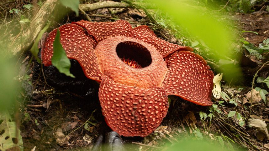 Плакал от счастья: редчайший цветок нашли в Индонезии