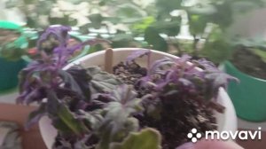 25 ноября обзор комнатных цветов.2часть