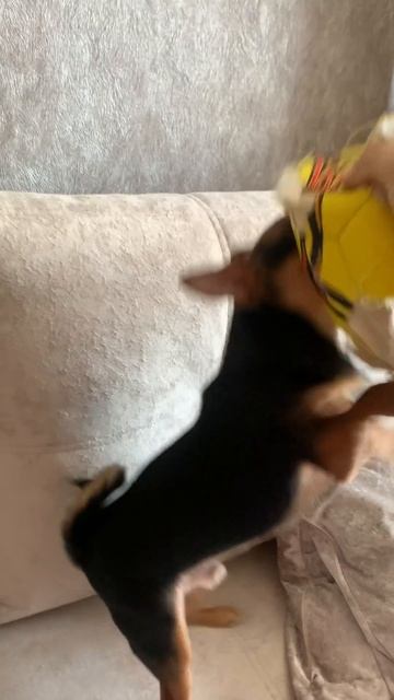 Веселый винтик по имени Риччи