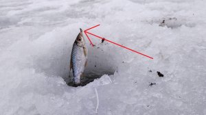 БЕШЕНЫЙ КЛЁВ ПЛОТВЫ НА МОРМЫШКУ! Зимняя рыбалка