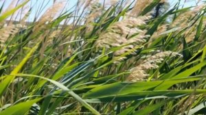 "Иллюзия", Людмила Мурашова