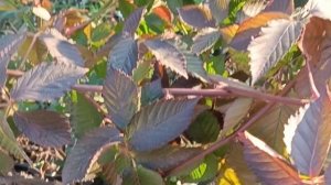 Прелесть ежевики сорт оучита бесшипая, упрощается обрезка формировка, а также сбор ягоды!