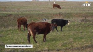 Лучшее семейное хозяйство