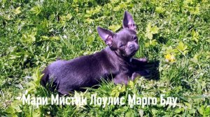 Где живут МАМЫ наших щенков? #купить_щенка_чихуахуа_продаю +79215950848