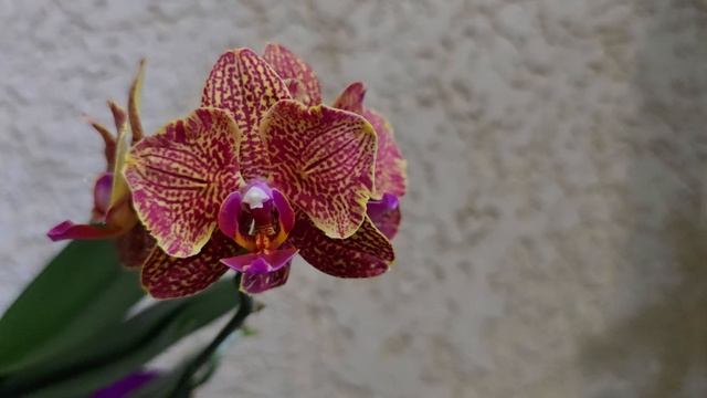 Фаленопсис I-Hsin Claire '551' (peloric - 2 eyes).mp4