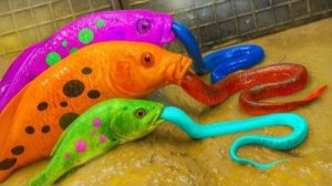 Симпатичная парочка рыбок Кои завидует сому и угрю | Стоп-кадр из фильма "Мукбанг