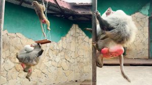 РАЗДРАКОНИТЬ макак и довести ДО БЕШЕНСТВА Елисея - Люся профессионал в этом деле! Зато не скучно!