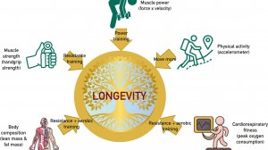 Жажда скорости: увеличение мышечной силы для долголетия