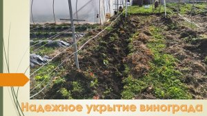 Процесс укрытия виноградника землей. Долго, тяжело, но надо. Ноябрь 2025