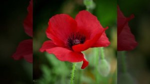 Не научила © Copyright: Бронислав Сычёв, 2023
Свидетельство о публикации №123052903417