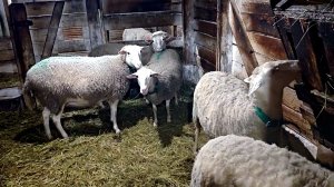 УТЕПЛЯЕМ ЗИМНЮЮ ПОДСТИЛКУ❄️❄️❄️❄️