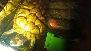 Красноухие черепахи, 🐢 вечер 25-11-2025. умная колонка Маруся рассказывает анекдоты!