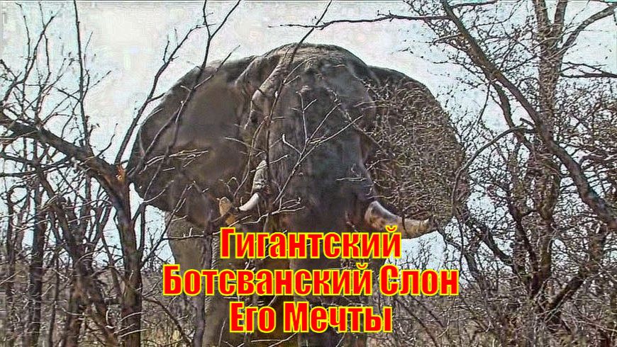 Гигантский Ботсванский Слон Его Мечты