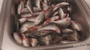 Мой рыбак 🐟Добытчик