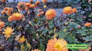 Дача. Последние дни осени. 25 ноября.