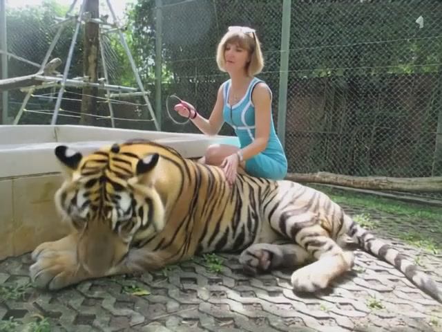 Девушка укрощает тигра!