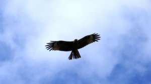 Мне бы в небо!