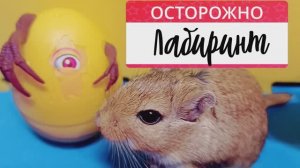 ЛАБИРИНТ ДЛЯ ХОМЯКА-ПЕСЧАНКИ ДЛЯ ДЕТЕЙ!