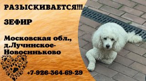Пропала собака! ЗЕФИР. Московская обл, д. Лучинское-Новосиньково