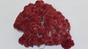 Красный Коралл 1660 г, Бермудские острова